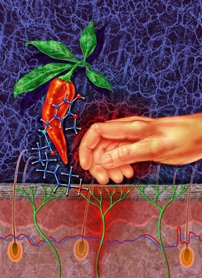 Nerve Cells Monitor the Skin