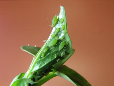 The Impressive Aerial Maneuvers of the Pea Aphid (1 of 3)