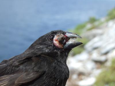 Pox Virus Damage on a Finch