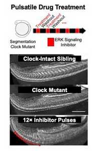 Inducing Spine Segmentation Without a Clock Gene