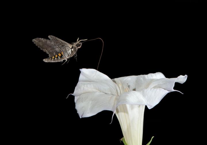 Moths' Sweet Way of Compensating for Lack of Antioxidants