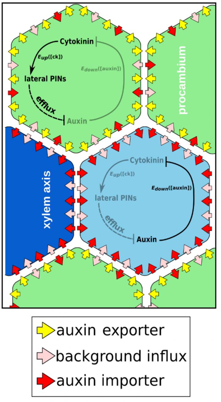 Auxin and Cytokinin Regulatory Model Used in Computational Simulations