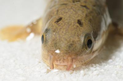 <I>Polypterus senegalus</I> (1 of 2)