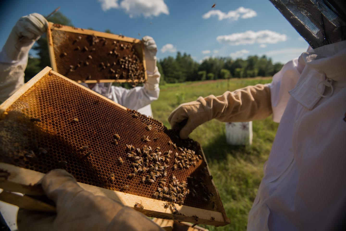 Чел пчел. Scientist Bee. Inhalation Beehive. What is the importance of Honey for Beekeeping?. The number of Bees in the World.