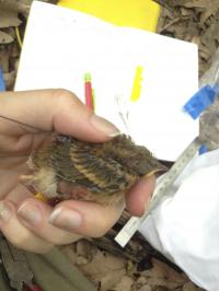 Researcher Banding Songbird
