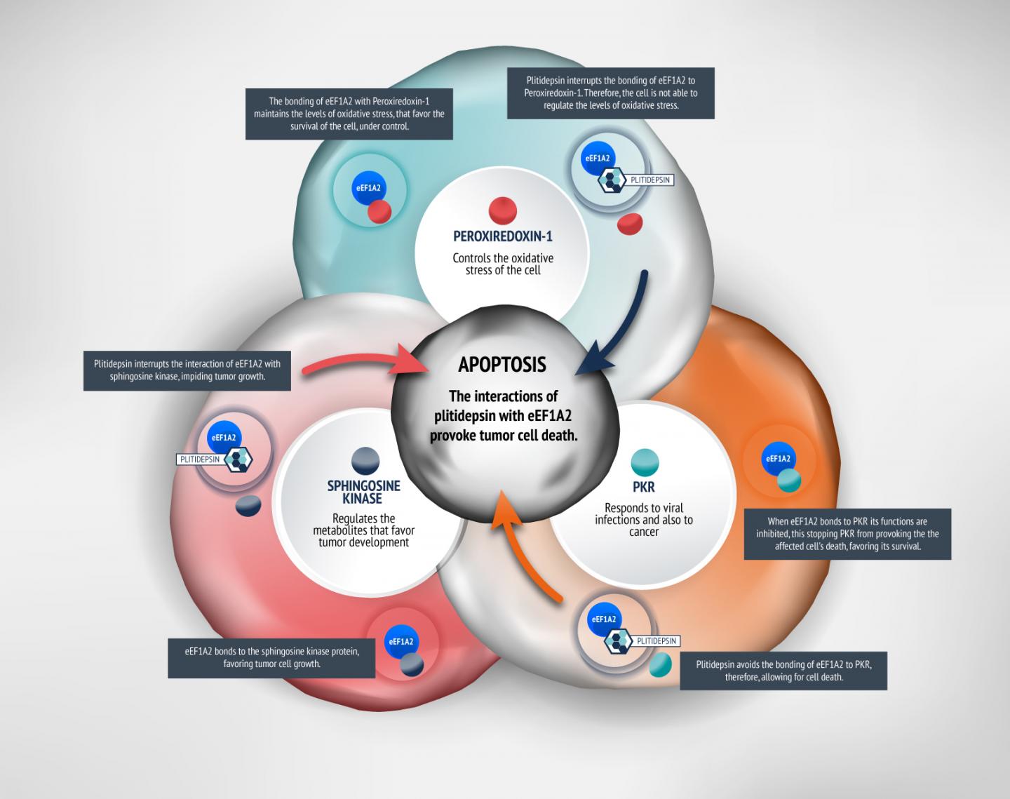 Mechanism of Action of Plitidepsin