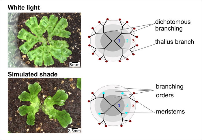 Marchantia polymorpha reduces branching in the shade