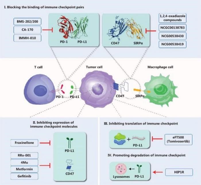 Summary of current small molecular drugs targeting PD-L1 and CD47.