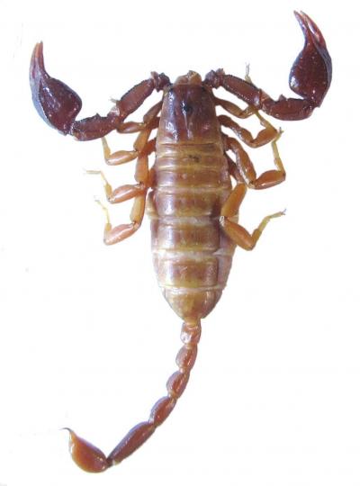 <i>Euscorpius lycius</i> (1 of 2)