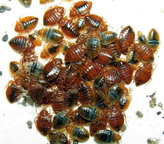 Study examines bed bug infestations in 2,372 EurekAlert!