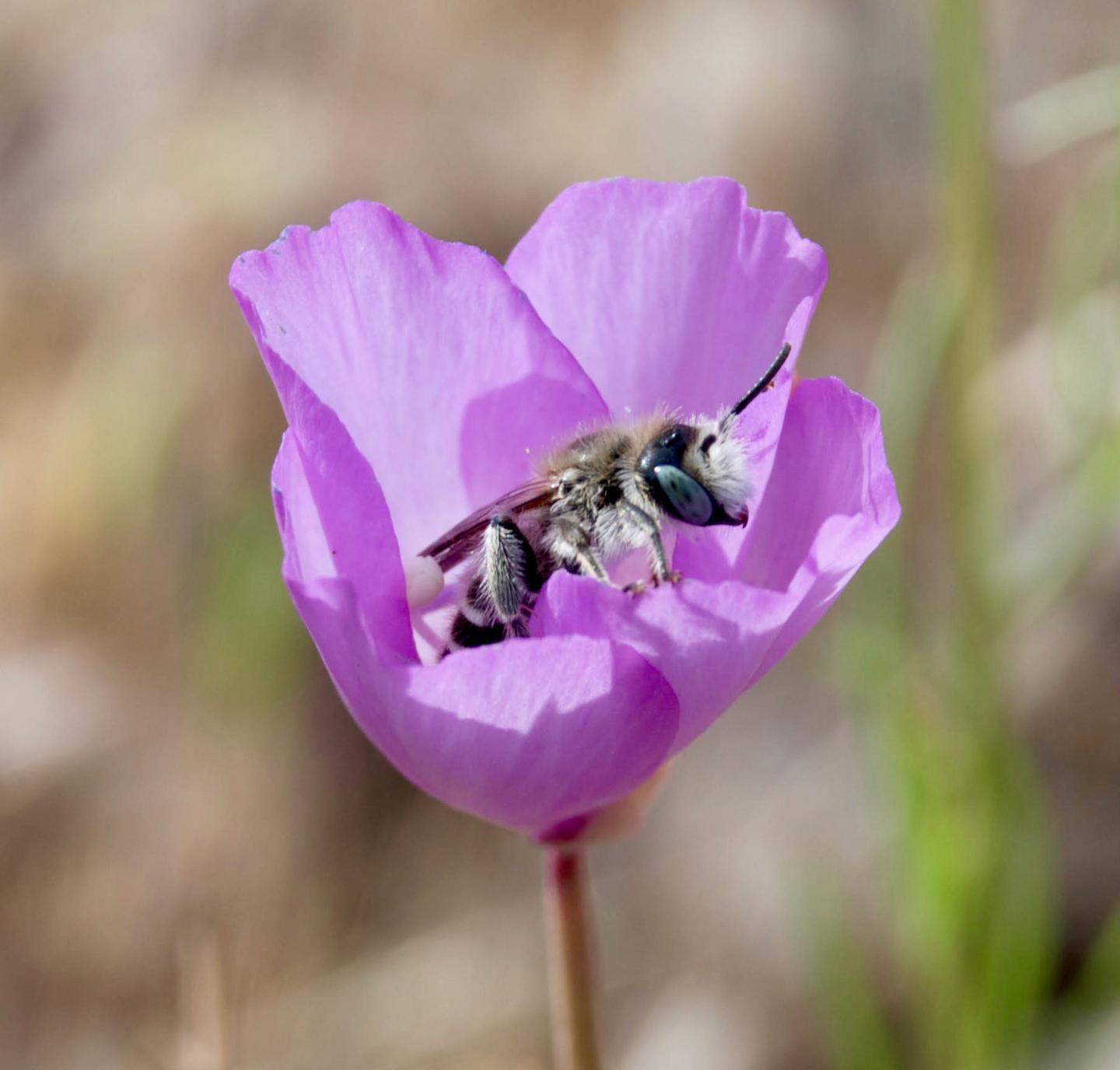 Bee Pollination