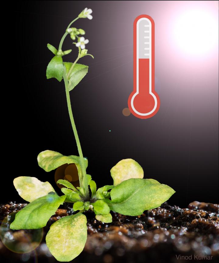 Central Signalling Hub