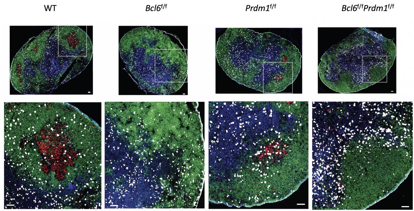 How to Become a Follicular Helper T Cell