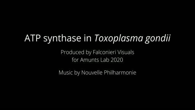 ATP synthase in Toxoplasma
