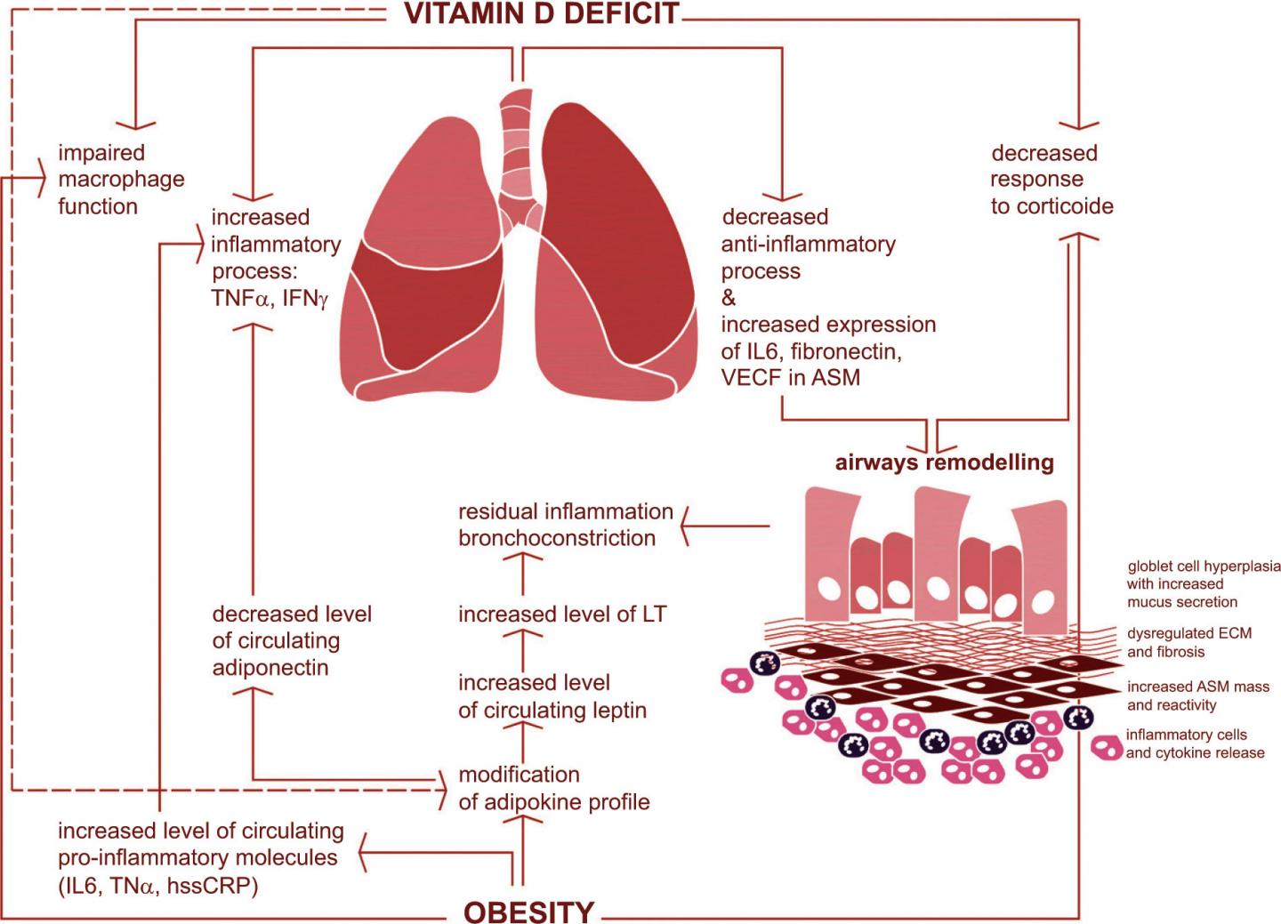 Vitamin D Intake and Obesity in Occupational Asthma Patients and the Need for Supplementation
