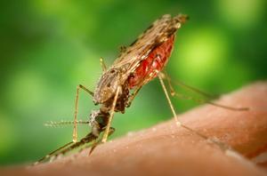 An Anopheles albimanus mosquito, which is known for causing the parasitic disease malaria.