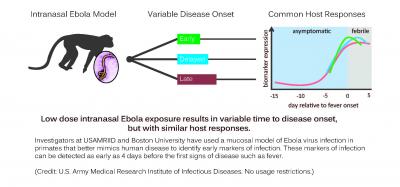 Low Dose Intranasal Ebola Exposure Results in Variable Time to Disease Onset