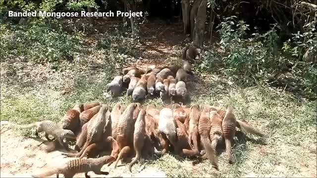 Banded Mongooses Fighting