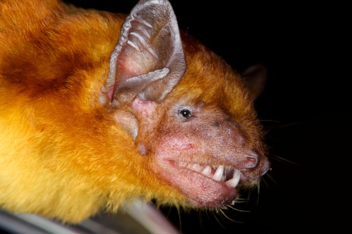 Close-Up of Yellow House Bat