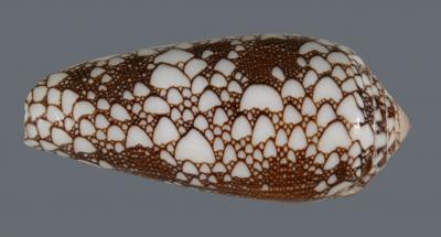 A Shell from the Snail <i>Conus omaria</i>