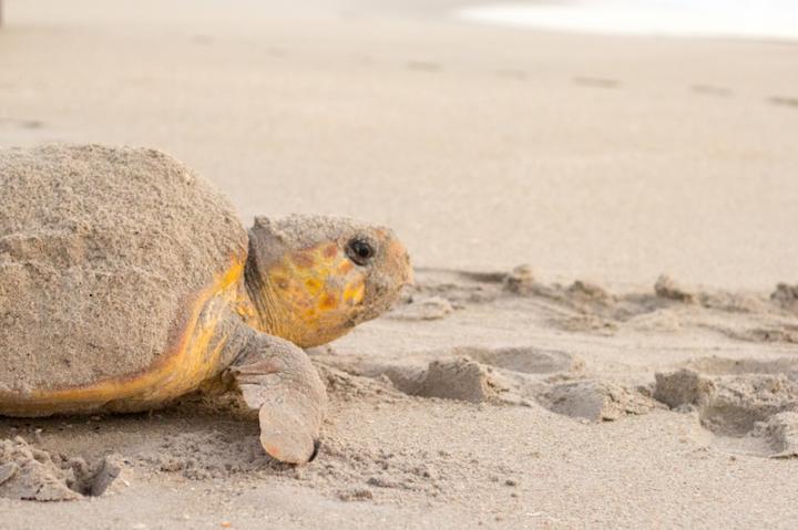 Loggerhead Sea Turtle