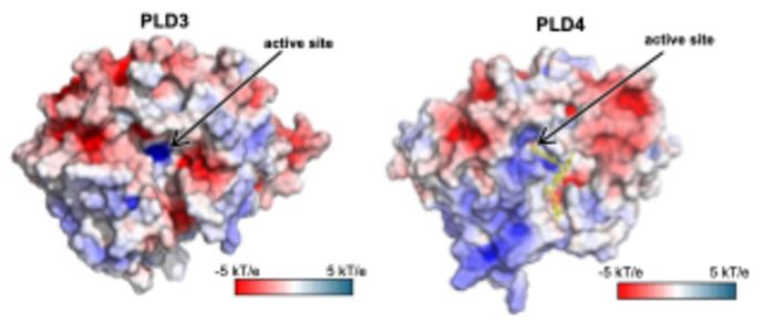 Structural models of PLD3 and PLD4