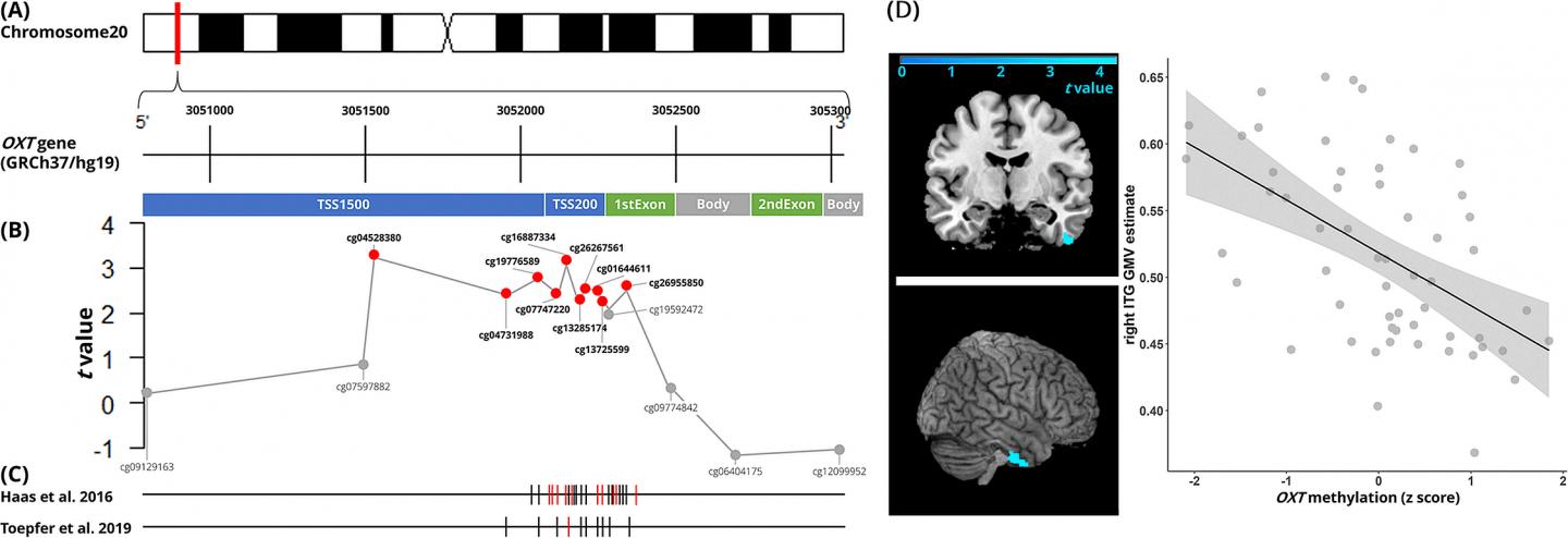 Methylation of the oxytocin gene