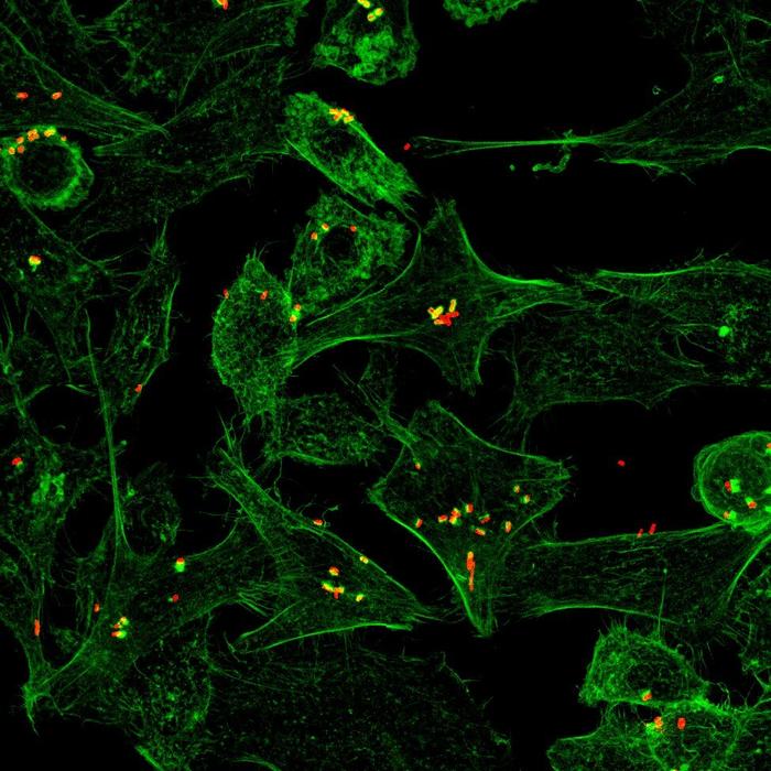 Bacteria infecting cells