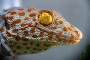 tokay gecko