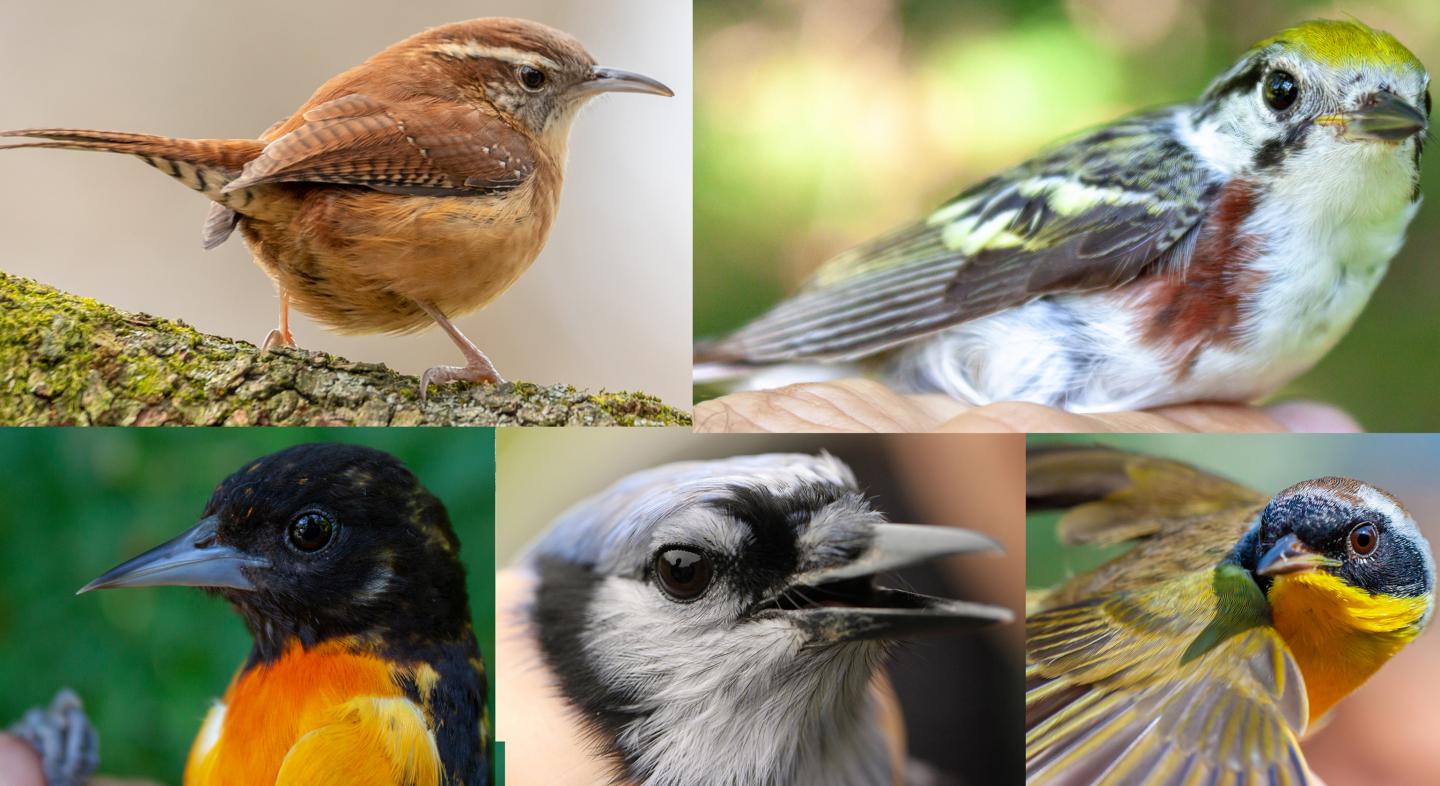 Five Birds [IMAGE] | EurekAlert! Science News Releases