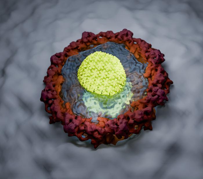 Illustration HIV capsid