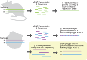 A representation of the genome assembly method