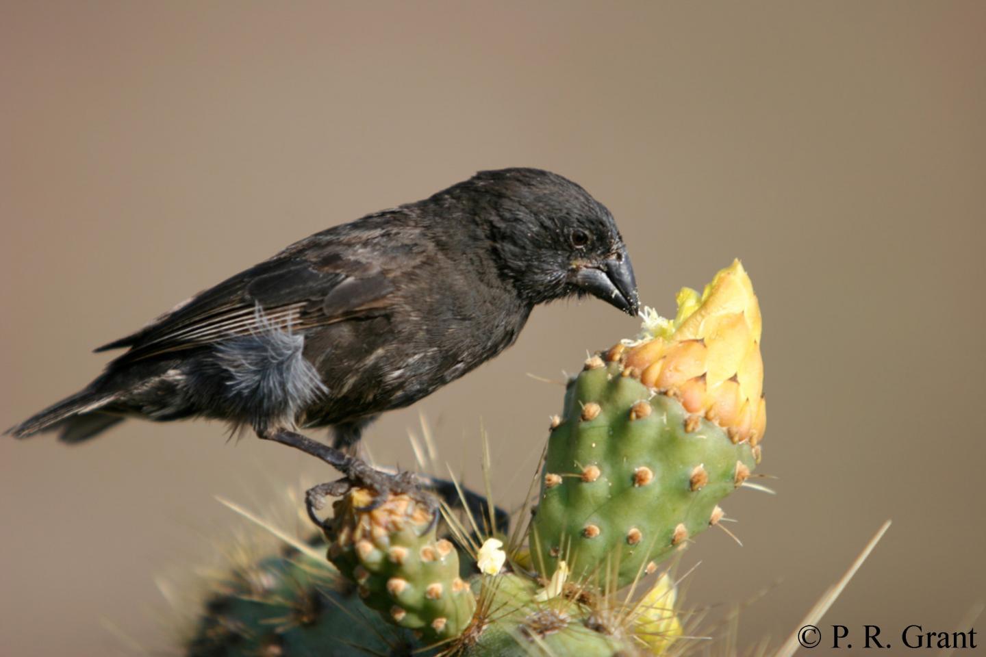 Figure 1. The Medium Ground Finch (<i>Geospiza fortis</i>)
