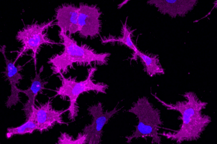 Microglia cells producing engineered receptors.