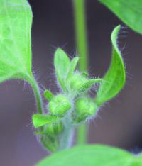 Staphisagria Macrosperma Buds