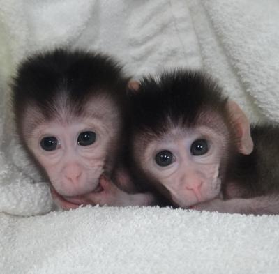 Twin Cynomolgus Monkeys