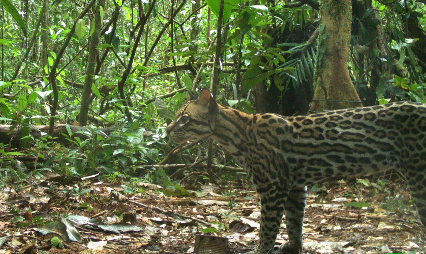 Ocelot (<i>Leopardus pardalis</i>) Density in Central Amazonia