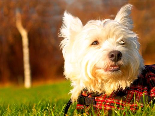 West Highland Terrier