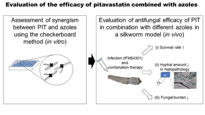 The antifungal effect of a combination of pitavastatin and itraconazole in a silkworm model