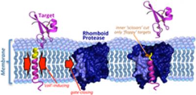 Rhomboid Protease Cuts Unstable Target Protein