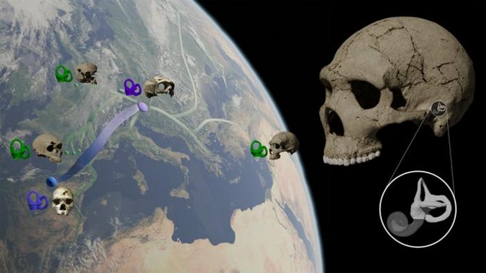 Neandertals in space