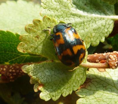 <i>Chrysomela lapponica</i>: Adult Beetle