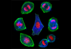 Lifecycle of a cell