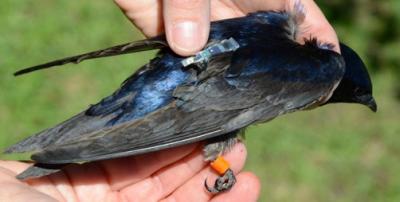 Purple Martin with Geolocator