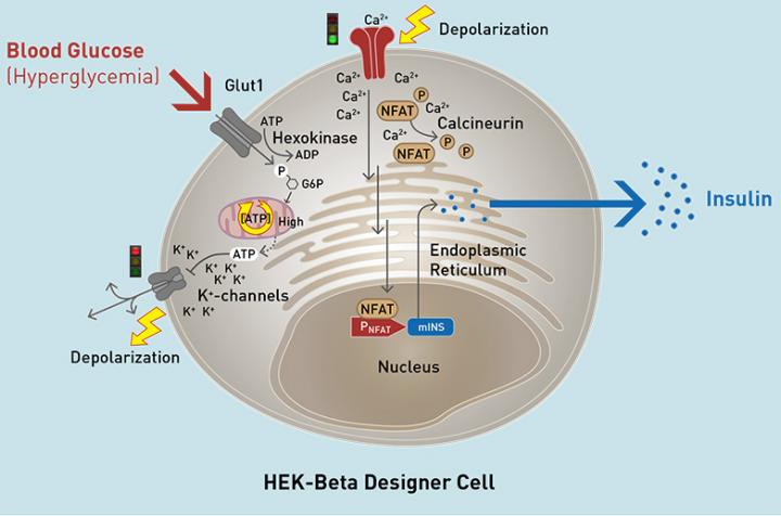 HEK Beta Cell