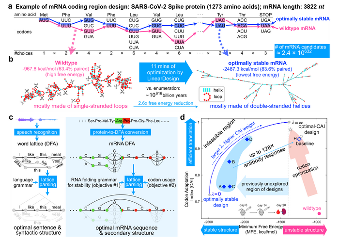 Overview of mRNA coding region design for two well-established objectives, stability and codon optimality, using SARS-CoV-2 Spike protein as an example.
