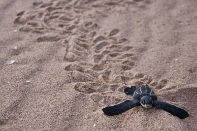Leatherback Sea Turtle Hatchling