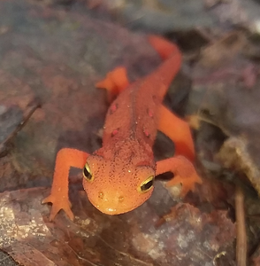 Eastern Newt