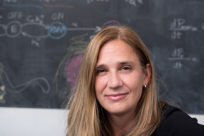 Research focus Social immunity in ants