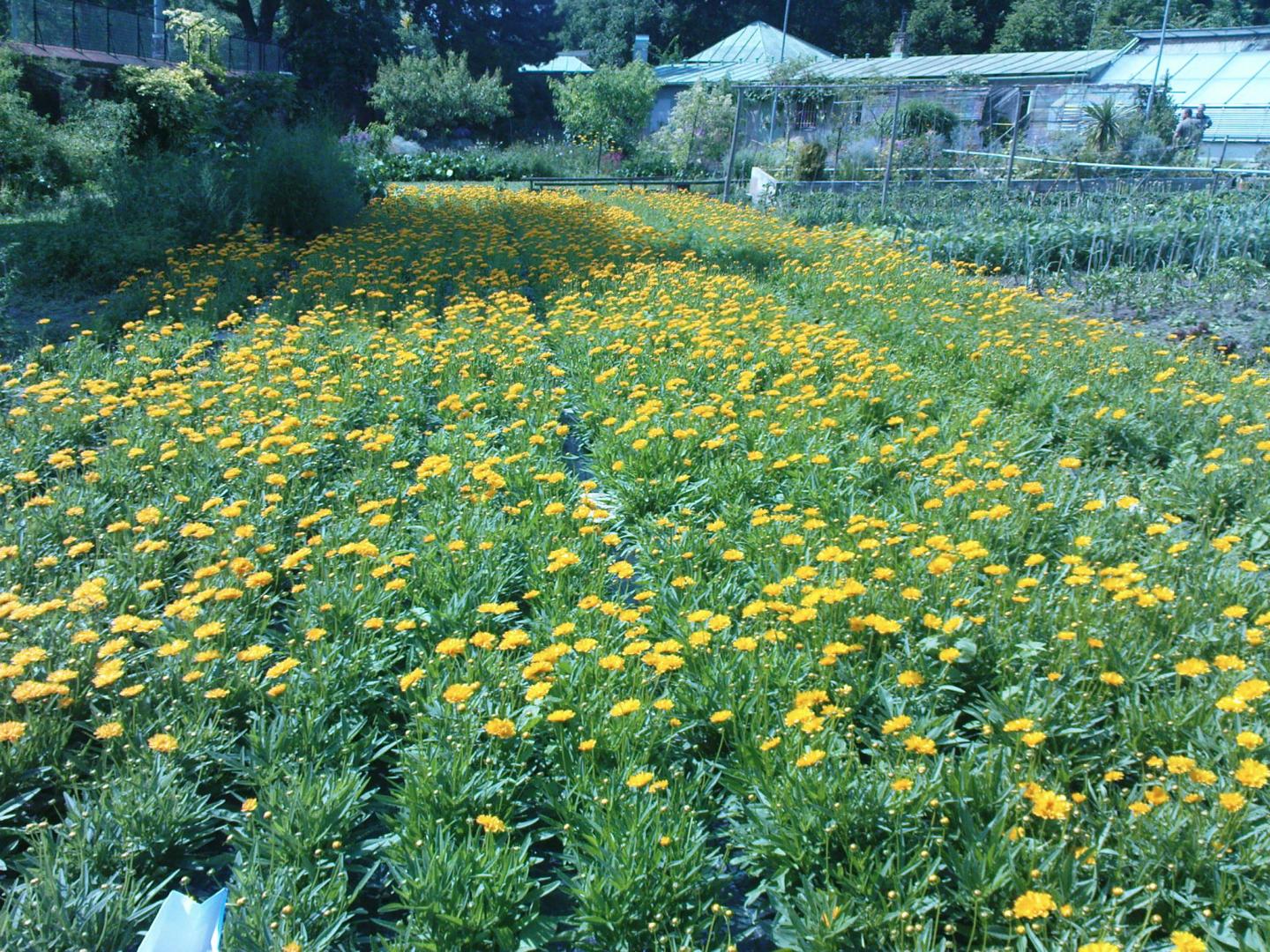 <i>Coreopsis</i>